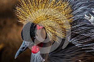 Exotic African Crowned Crane