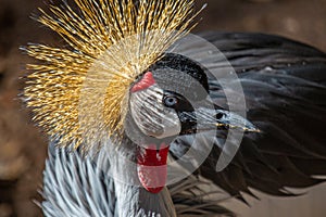 Exotic African Crowned Crane