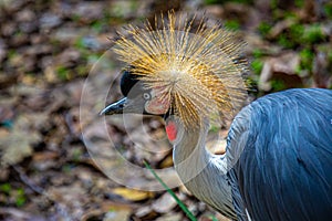 Exotic African Crowned Crane