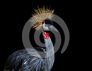 Exotic African Crowned Crane
