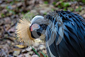 Exotic African Crowned Crane