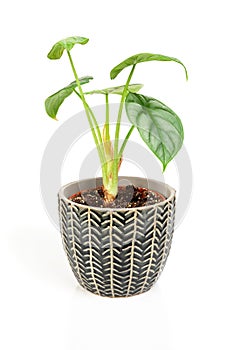 Exotic Alocasia Silver Dragon houseplant in dark textured pot.