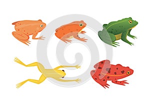 Exotic amphibian set. Frogs in different styles Cartoon Vector Illustration isolated. tropical animals