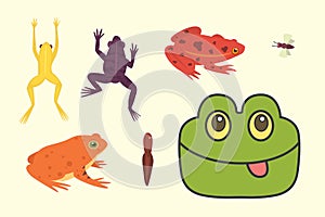 Exotic amphibian set. Frogs in different styles Cartoon Vector Illustration isolated. tropical animals