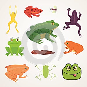 Exotic amphibian set. Frogs in different styles Cartoon Vector Illustration isolated. tropical animals