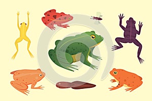 Exotic amphibian set. Frogs in different styles Cartoon Vector Illustration . tropical animals