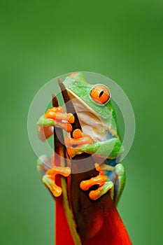Exotic animal from central America, red flower. Red-eyed Tree Frog, Agalychnis callidryas, animal with big red eyes, in the nature photo