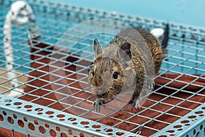 Exotic animal for domestic life. The common degu is a small hystricomorpha rodent endemic from Chile.