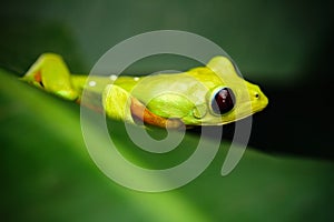 Exotic animal, Flying Leaf Frog, Agalychnis spurrelli, green frog sitting on the leaves, tree frog in the nature habitat