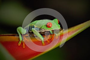 Exotic animal, red-eyed Tree Frog, Agalychnis callidryas, animal with big red eyes, in the nature habitat, Costa Rica