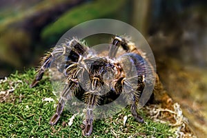 Exotic animal spider theraphosa blondi