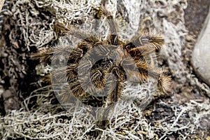 Exotic animal spider theraphosa blondi