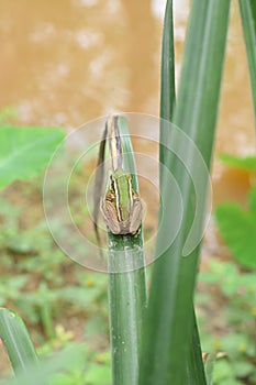 Exotic animal tropical tree frog on green leaf in rainforest jungle nature
