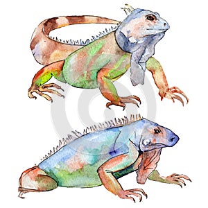 Exotic animal wild animal. Watercolor background illustration set. Isolated reptilia illustration element. photo