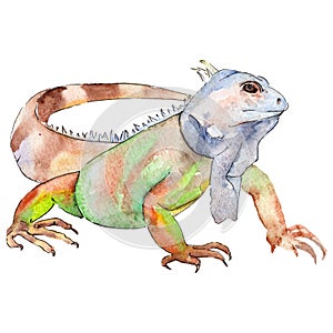 Exotic animal wild animal in a watercolor style. Background illustration set. Isolated reptilia illustration element. photo