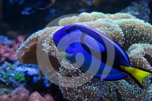 Exotic aquarium fish photo