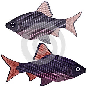 Exotic aquarium fish.