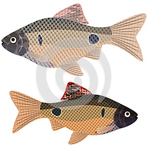 Exotic aquarium fish.