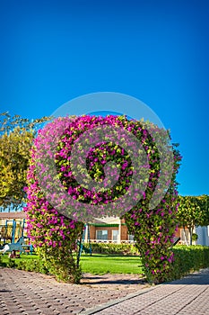 Exotic arch of flowers bougainvillea