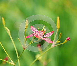 Exotic Asian flower Leopard Lily