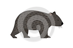 Exotic australian animal wombat