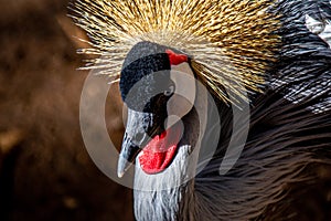 Exotic bAfrican Crowned Crane