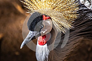 Exotic bAfrican Crowned Crane