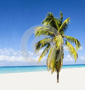 Exotic beach with beautiful alone palm tree enteri