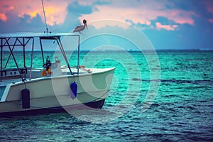 Exotic Beach, pilican bird and boat in Punta, Cana, Dominican Republic photo