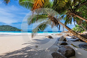 Exotic beach with Coconut palms