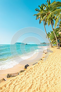 Exotic beach with golden sand and palm trees