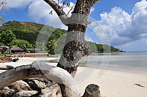 Exotic beach with palm trees in praslin island, seychelles