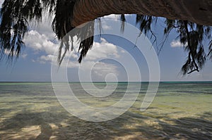 Exotic beach with palm trees in praslin island, seychelles