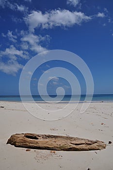 Exotic beach with palm trees in praslin island, seychelles