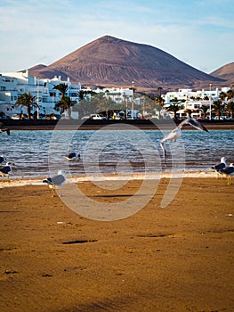 Exotic beach with seagulls in the sand