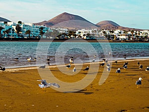 Exotic beach with seagulls in the sand