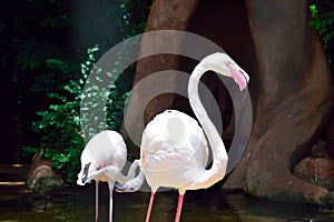 Exotic and Beautiful Pink flamingos from  southamerica photo