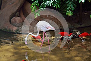 Exotic and Beautiful Pink flamingos and two red birds from  southamerica