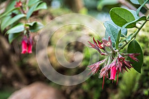 Exotic and beautiful red flowers photo