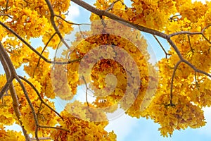 Exotic beautiful yellow flower tree blue sky background