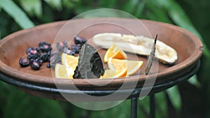 Exotic Beauty: Butterfly Resting on Tropical Leaf in Costa Rican Rainforest