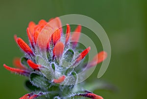 Exotic beauty of a scarlet Indian paintbrush flower