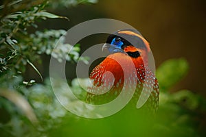 Exotic bird from Asia. Temminck`s Tragopan, Tragopan temminckii, detail portrait of rare pheasant with black, blue, orange head