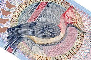 Exotic bird on banknote from Suriname photo