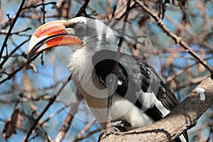 exotic bird (calao ?) in a zoo (france)