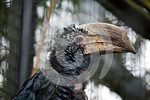 Exotic Bird Ceratogymna Brevis Portrait