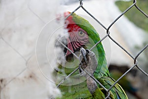 Esotico uccello pericolo da estinzione nella gabbia verde pappagallo pappagallo 