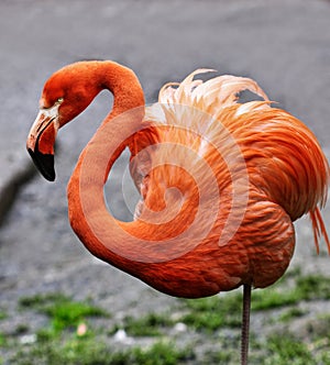 Flamingo