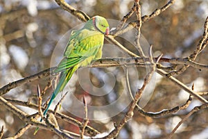 Exotic bird in frosty day, parrot fugitive