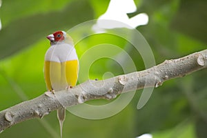 Exotic bird Gouldian Finche